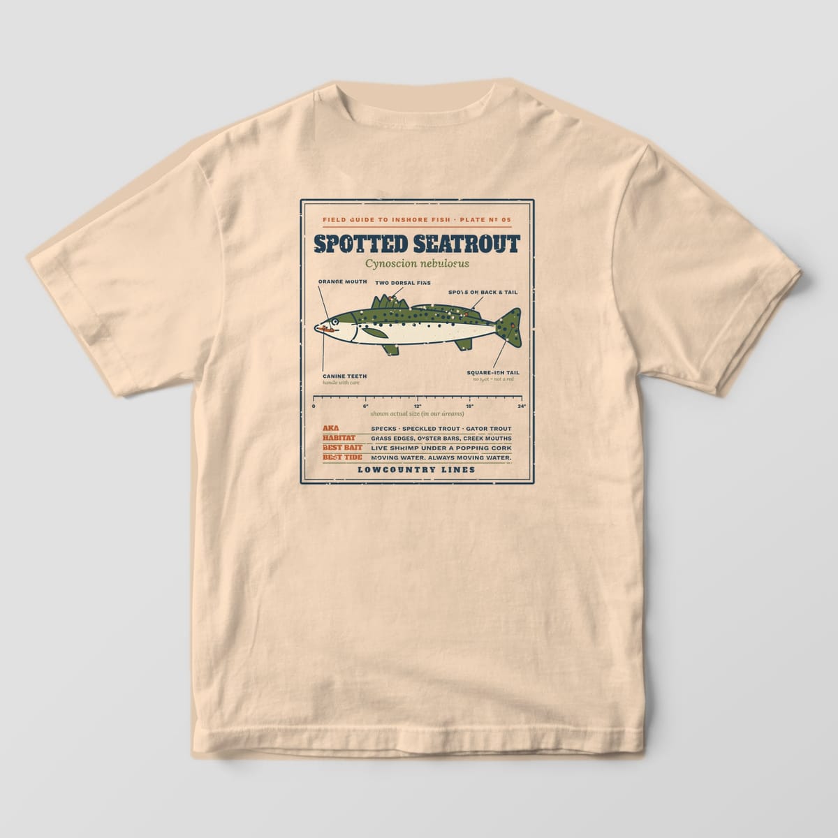 Ivory Comfort Colors tee, back view, with a vintage field guide plate of a spotted seatrout, a ruler and fishing notes