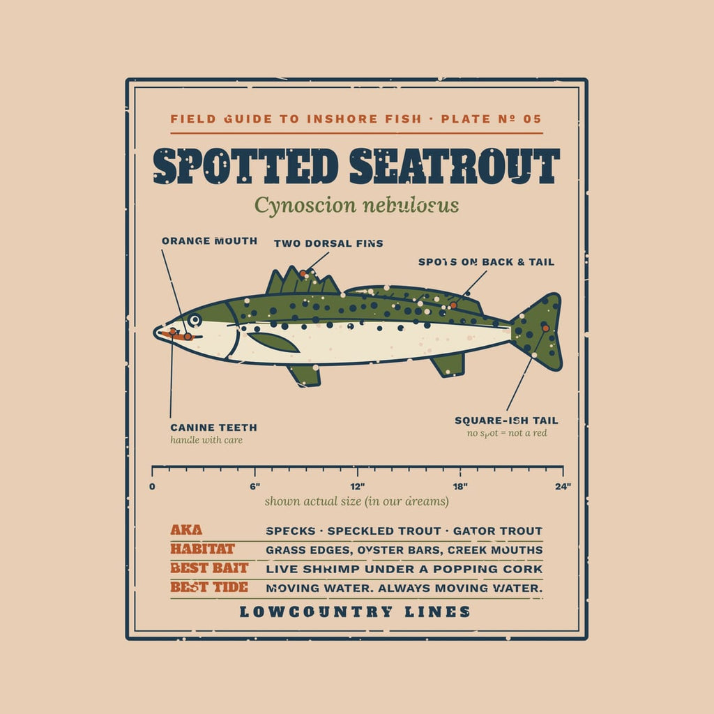 Close-up of the seatrout field guide print showing the spotted fish, callout labels, ruler and habitat notes