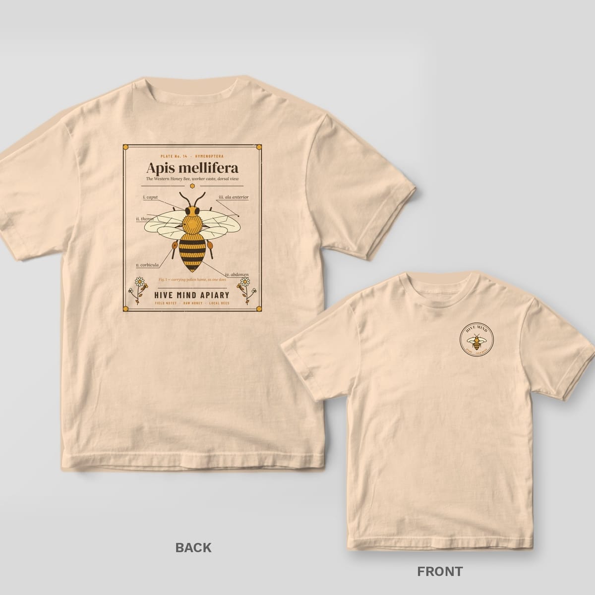 Back and front of a ivory Comfort Colors T-shirt; the back shows an engraved honey bee specimen plate with Latin part labels, the front has a small left-chest print.