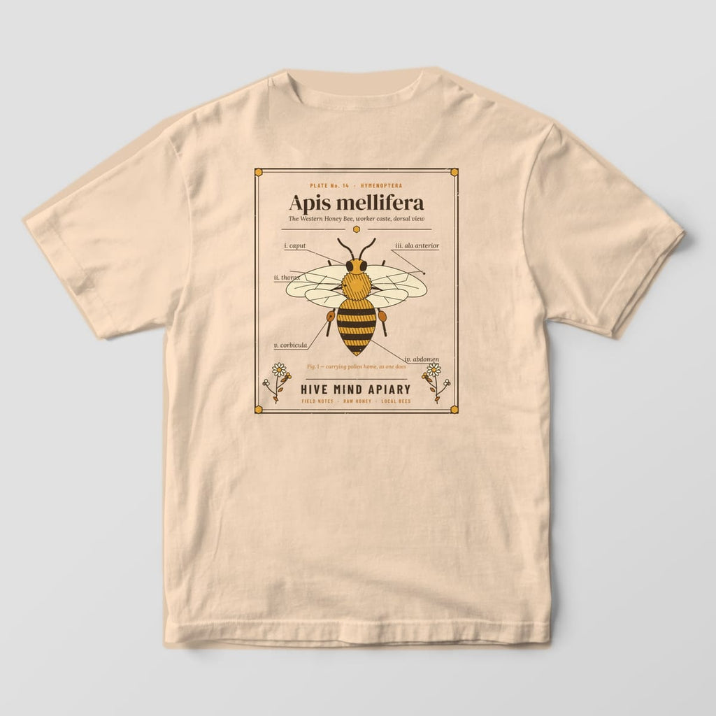 Back of a ivory Comfort Colors 1717 T-shirt printed with an engraved honey bee specimen plate with Latin part labels.