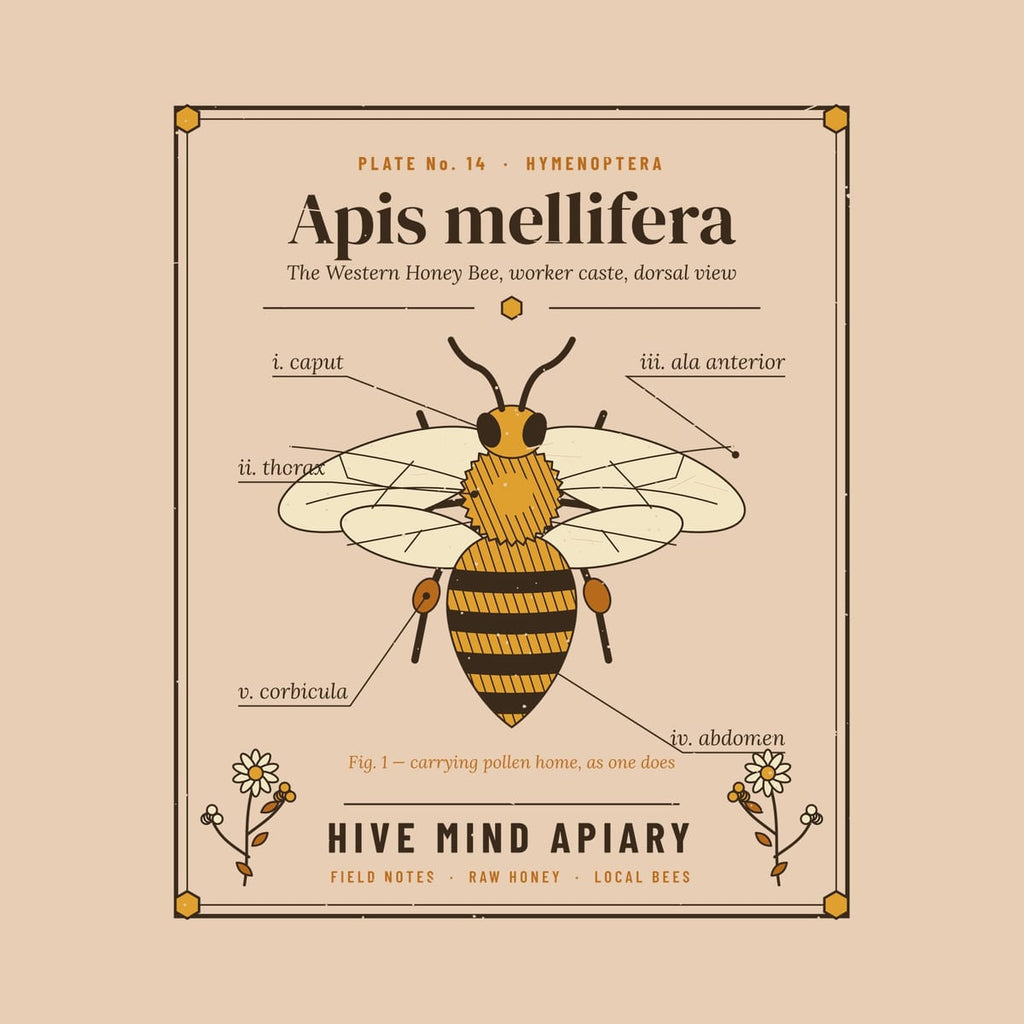 Close-up of the full back artwork: an engraved honey bee specimen plate with Latin part labels, shown flat on a ivory background.