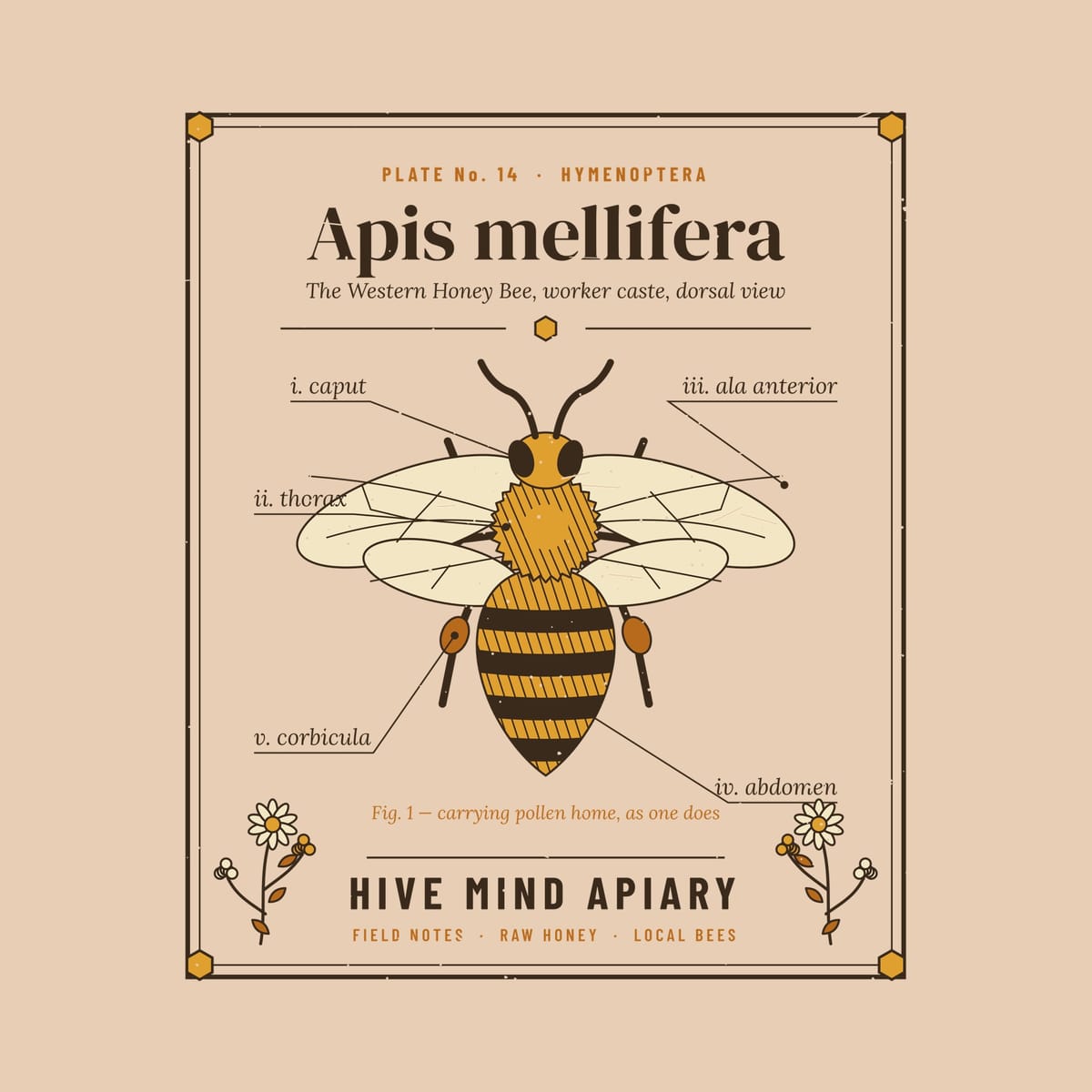 Close-up of the full back artwork: an engraved honey bee specimen plate with Latin part labels, shown flat on a ivory background.