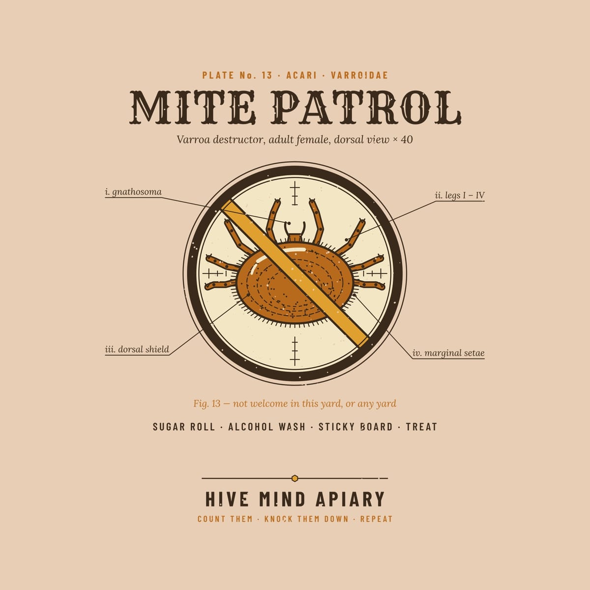 Close-up of the full back artwork: a labeled Varroa mite in a microscope circle crossed out with a gold slash, titled Mite Patrol, shown flat on an ivory background.