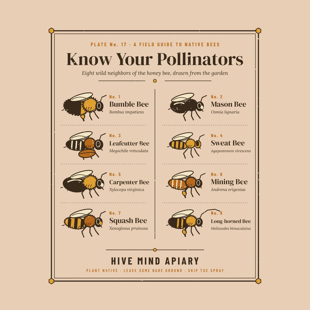 Close-up of the full back artwork: a framed field guide page titled Know Your Pollinators showing eight labeled native bees, shown flat on an ivory background.