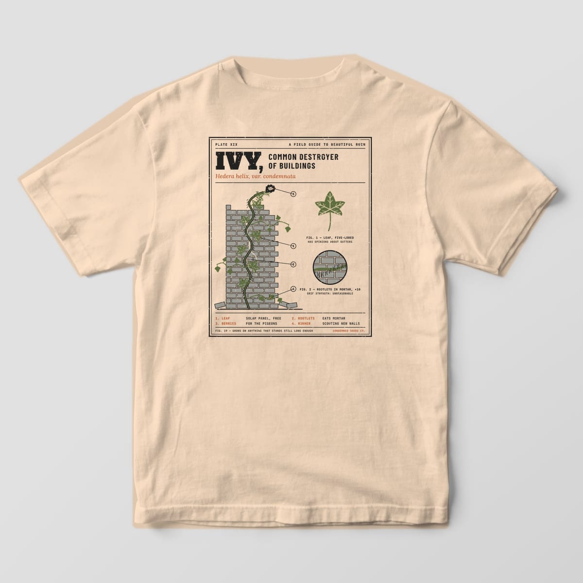 Back of a ivory Comfort Colors 1717 tee with a vintage botanical plate of ivy climbing a crumbling brick pier titled Ivy, Common Destroyer of Buildings.
