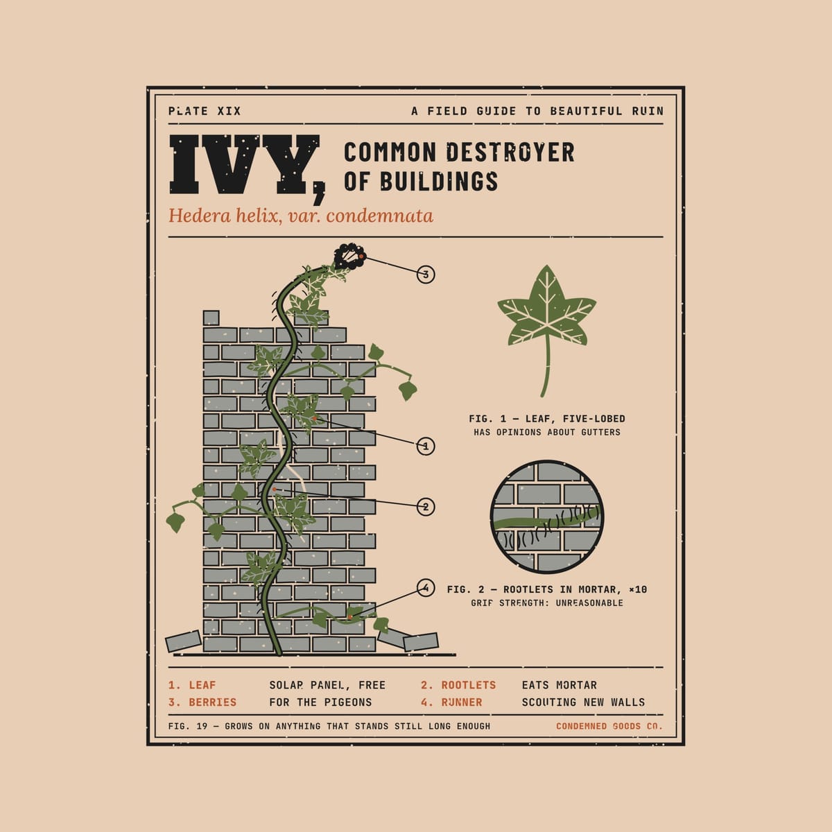 Close-up of the Ivy field guide artwork showing the ivy leaf veins, brick pier, rootlet inset and numbered legend.