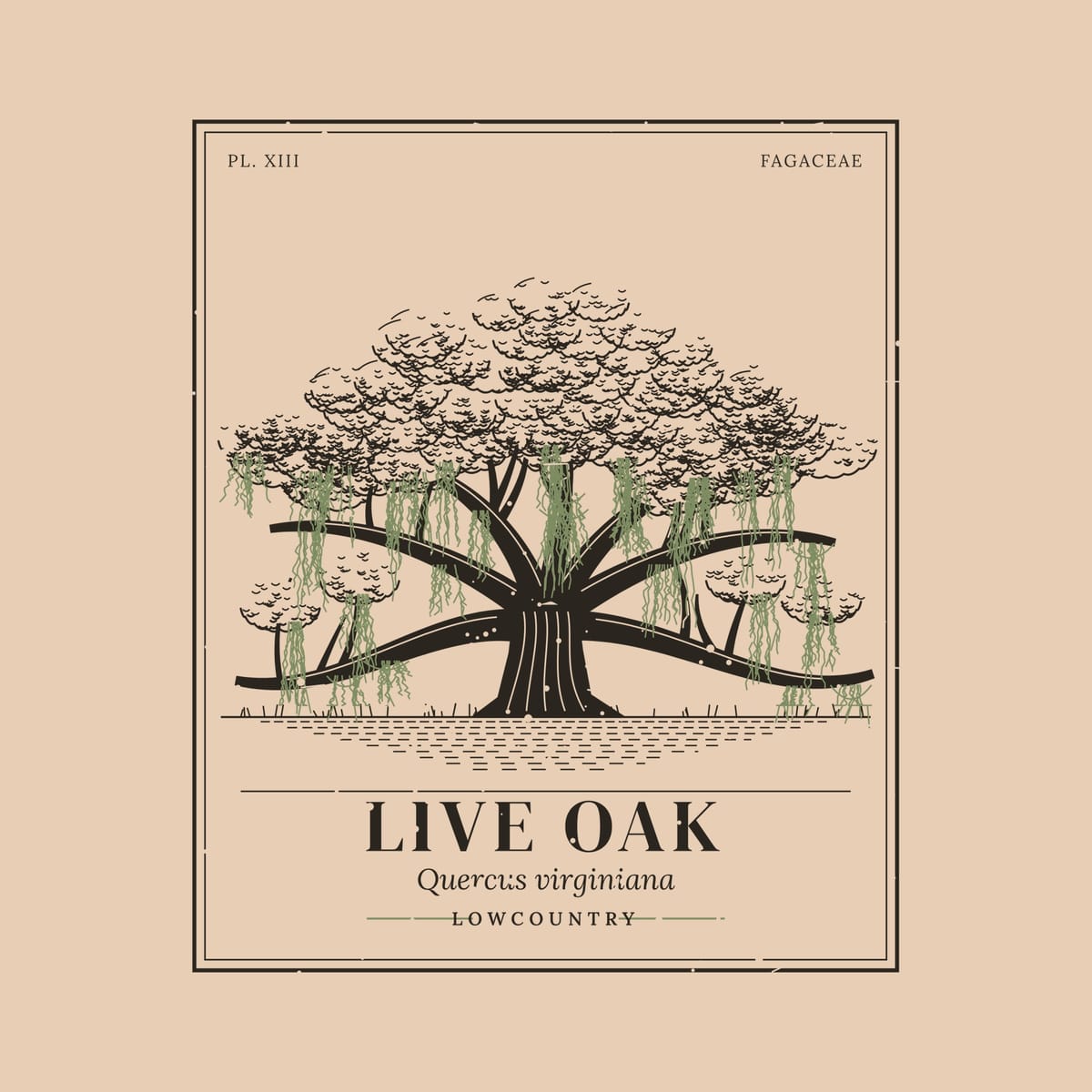 Close-up of the back print: engraved leaf texture, sweeping limbs and sage green Spanish moss inside a fine plate border.